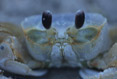 Crab Up Close and Personal
